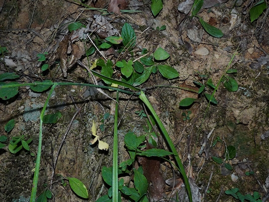 {Stenanthium gramineum}
